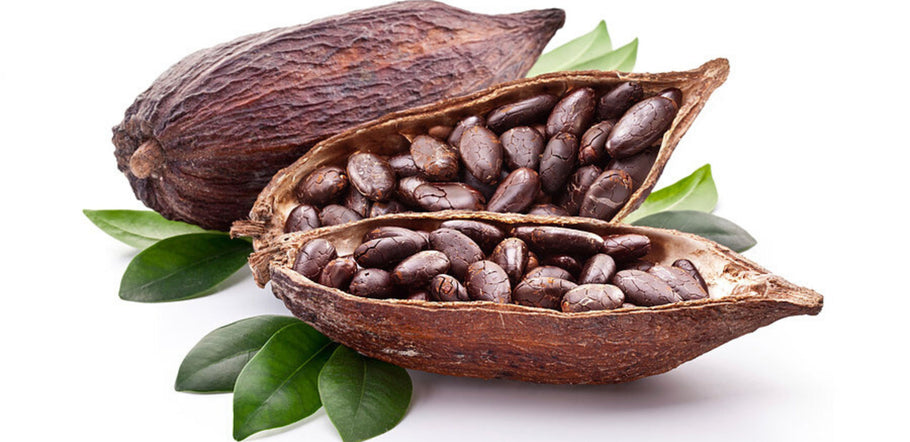 Spotlight on Cacao